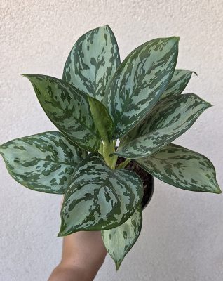 Aglaonema Laurel Green 12 cm