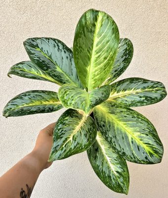 Aglaonema Bitter Lemon 12 cm