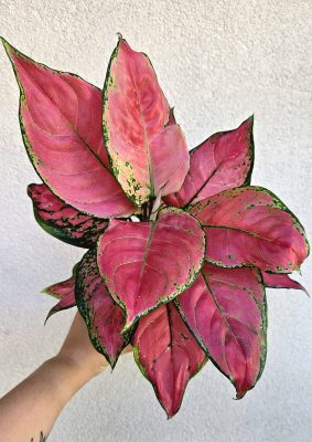 Aglaonema Cherry Baby - Rákvirág 12 cm