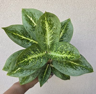 Aglaonema Lemon Mint 12 cm