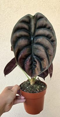 Alocasia Cuprea Red Secret