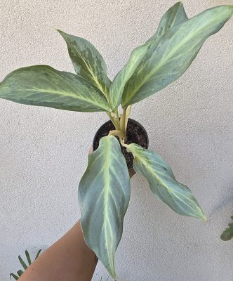 Aglaonema Aqua Green 12 cm
