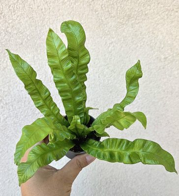 Asplenium Crispy Wave