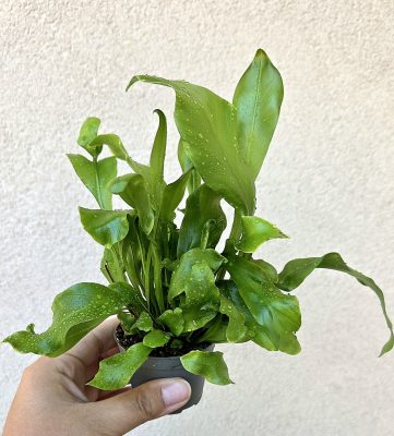Asplenium Nidus