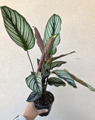 Calathea Vittata 12 cm