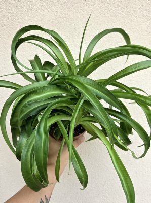 Chlorophytum Green Bonnie 13 cm