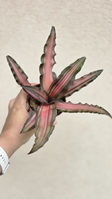 Cryptanthus - Levélcsillag 9 cm