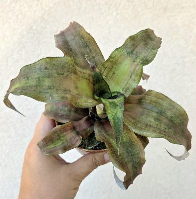 Cryptanthus - Levélcsillag 9 cm