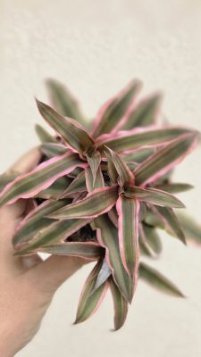 Cryptanthus - Levélcsillag 9 cm