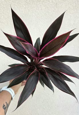 Cordyline Tango - Bunkóliliom 12 cm