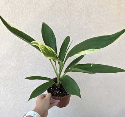 Cordyline Bicolor 13 cm