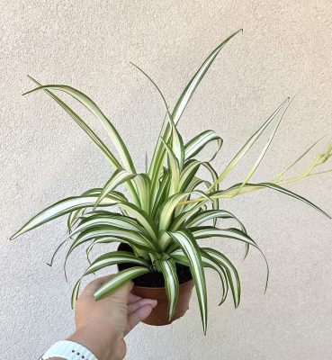 Chlorophytum variegata - Csokrosinda 12 cm