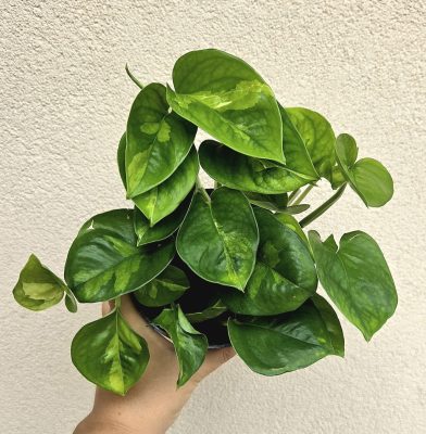 Epipremnum Global Green - Szobai futóka 12 cm