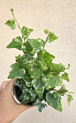 Hedera helix 'Kolibri' - Borostyán 9 cm