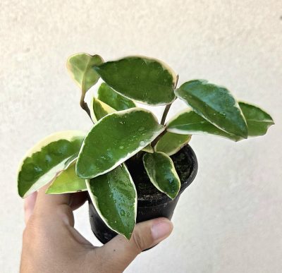 Hoya - Viaszvirág 9 cm