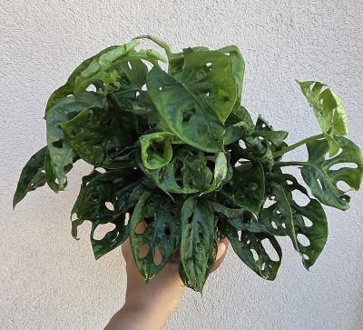 Monstera Adansonii 12 cm