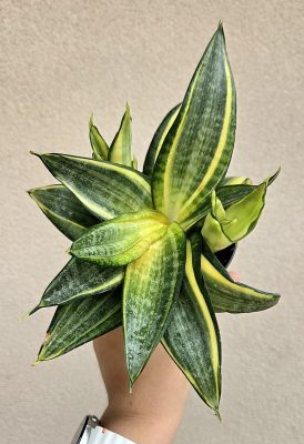 MENTS MEG! Sansevieria Golden Hahnii