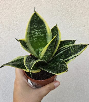 Sansevieria Hahnii - Törpe anyósnyelv 9 cm