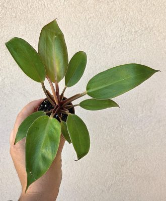 Philodendron Prince of Orange