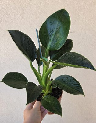 Philodendron Green Princess