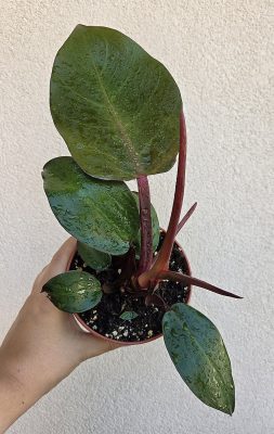 Ments meg! - Philodendron Mccoleys Finale 12 cm