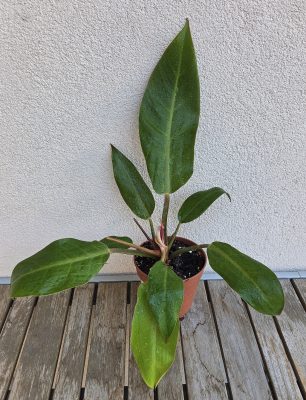 Philodendron Prince of Orange