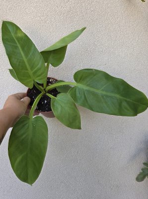 Philodendron Melinonii Gold