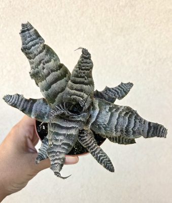 Cryptanthus - Levélcsillag