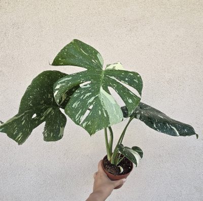 Monstera Thai Constellation 12 cm