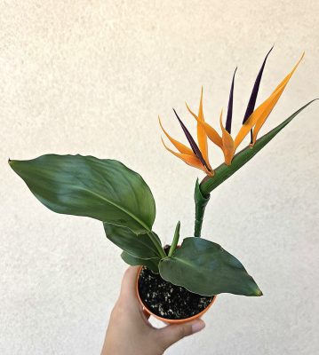 Strelitzia Reginae - Papagájvirág dekor virággal