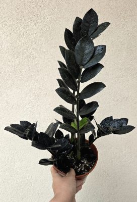 Zamioculcas zamiifolia 'Raven' 14 cm