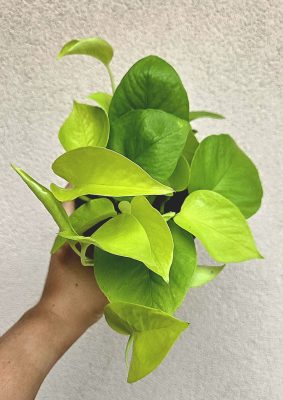 Epipremnum aureum Neon - Neon szobafutóka 12 cm