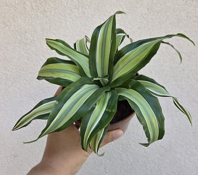 Ments meg! - Dracaena fragrans 'Malaika' 12 cm