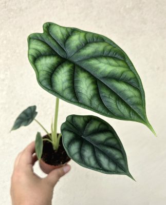 Alocasia Dragon Scale mini
