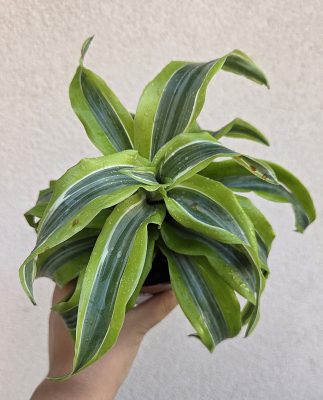 Ments meg! - Dracaena fragrans 'Lemon Lime' 12 cm