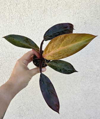 Philodendron Mccoleys Finale 5.5 cm