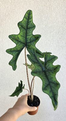 Alocasia tandurusa 'Jacklyn' 9 cm