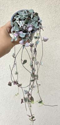 Ceropegia Woodii variegata - Ámpolna gyertyavirág tarka 9 cm
