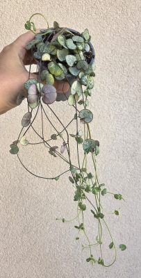 MENTS MEG! Ceropegia Woodii Silver Glory - Ámpolna gyertyavirág 9 cm