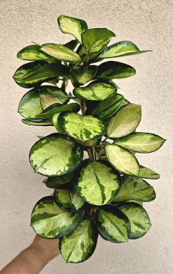 Hoya australis 'Lisa' - Viaszvirág 12 cm