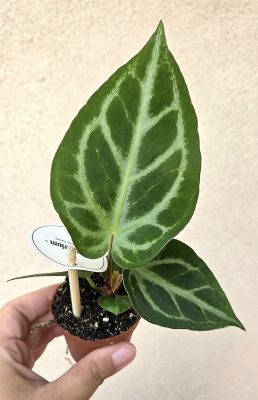 Anthurium crystallinum Silver Blush 6 cm