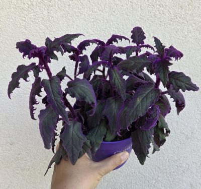 Gynura 12 cm