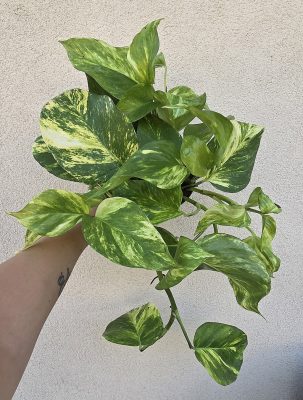 Epipremnum Hicolor 12 cm