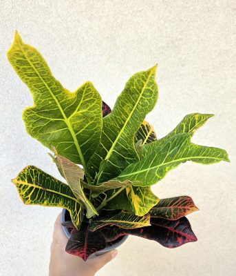 Croton Codiaeum Excellent 12 cm