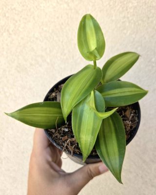 Vanilla planifolia 'Aurea' 10 cm
