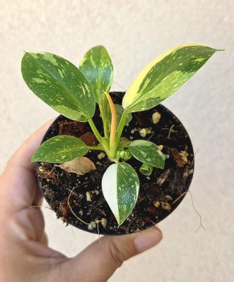 Philodendron 'Green Congo Variegata' 8 cm