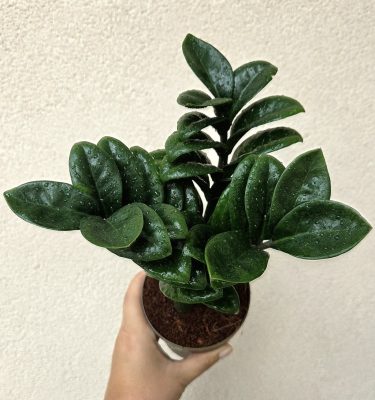 Zamioculcas zamiifolia 'Zenzi' 11 cm