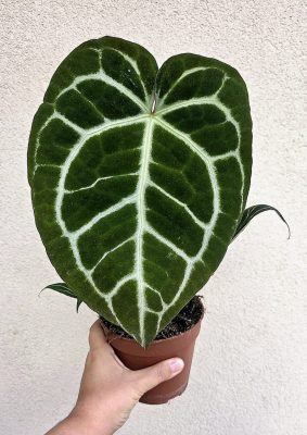 Anthurium Crystallinum 12 cm