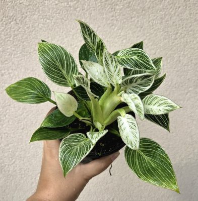 Philodendron 'Jinzi' 12 cm