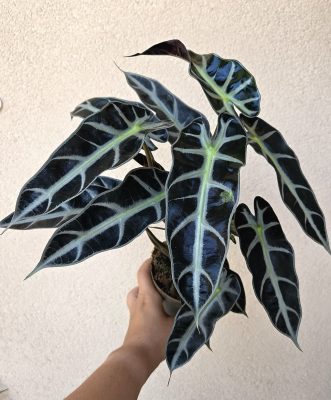 Alocasia Bambino 10 cm